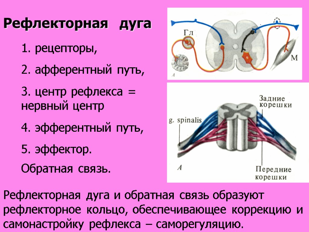 Составные части дуги рефлекса картинка